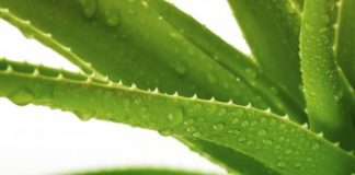 Cách trồng cây nha đam đơn giản chẳng cần phải nghĩ