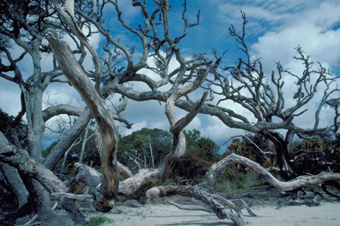 Gỗ Driftwood thường gặp ở vùng bãi biển.