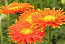 Cách trồng và chăm sóc hoa đồng tiền dễ như chơi