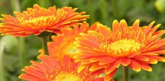 Cách trồng và chăm sóc hoa đồng tiền dễ như chơi