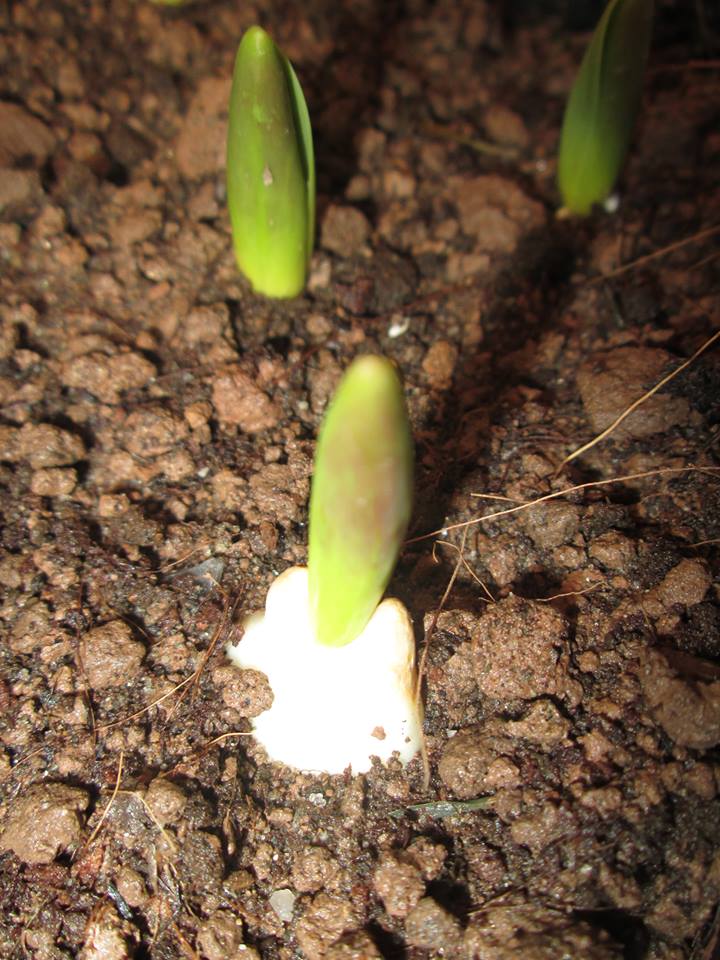 Cách trồng hoa tulip cho nhà thêm xinh trong ngày Tết - 2