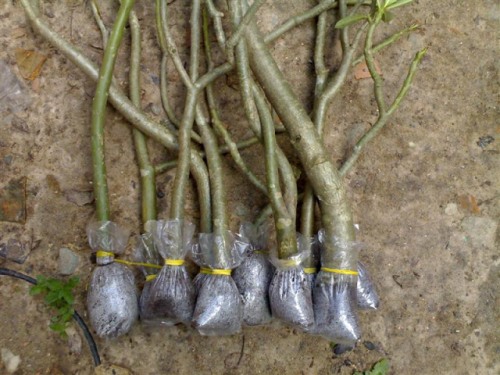Cách trồng cây bonsai đẹp từ rễ, gốc, thân, cành đến ngọn 3