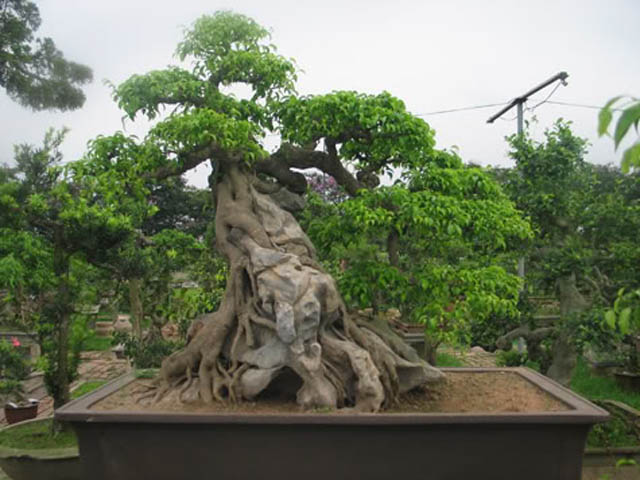 Cách tạo rễ cho Bonsai và cây kiểng đẹp mê li 3