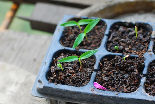 Cách trồng ớt trong chậu tại nhà mang hiệu quả gấp đôi 2