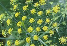 Chữa rối loạn tiêu hóa bằng thảo dược, Sức khỏe, ron loan tieu hoa, chua roi loan tieu hoa, thao duoc, tieu hoa, suc khoe, bao phu nu,