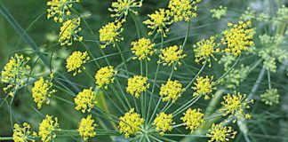 Chữa rối loạn tiêu hóa bằng thảo dược, Sức khỏe, ron loan tieu hoa, chua roi loan tieu hoa, thao duoc, tieu hoa, suc khoe, bao phu nu,