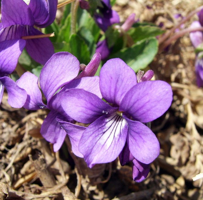 Sự tích và ý nghĩa của loài hoa violet tím ngọt ngào - 4