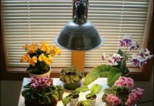 7 yếu tố cần chú ý khi chăm sóc cây cảnh mùa đông 7 yếu tố cần chú ý khi chăm sóc cây cảnh mùa đông - 1