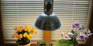 7 yếu tố cần chú ý khi chăm sóc cây cảnh mùa đông - 1