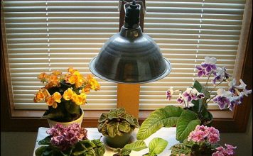 7 yếu tố cần chú ý khi chăm sóc cây cảnh mùa đông - 1