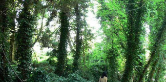 Vào khu rừng 'tắm tiên' miễn phí tại Hàn Quốc