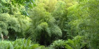 Không gian đẹp: Mang vườn tre về nhà phố - 1