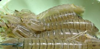 Cách chế biến bề bề với 3 món ngon ‘đúng điệu’