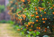 Cách chăm sóc cây quất sau Tết chuẩn cho vụ mùa năm sau