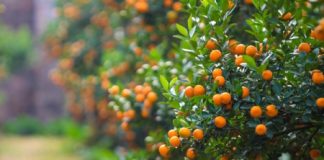 Cách chăm sóc cây quất sau Tết chuẩn cho vụ mùa năm sau