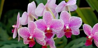 Cách chăm sóc hoa phong lan nở hoa đúng Tết Nguyên Đán 1