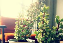 Nhà đẹp vườn xinh nhờ... ấm chén