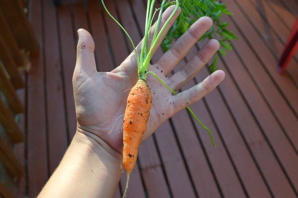Cách trồng cà rốt mini trong chậu tại nhà  - 8