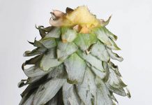 Học cách trồng dứa tại nhà cực đơn giản - 1