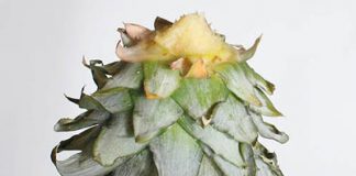 Học cách trồng dứa tại nhà cực đơn giản - 1