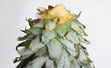 Học cách trồng dứa tại nhà cực đơn giản - 1