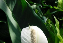 Làm sạch không khí nhờ cây trồng trong nhà