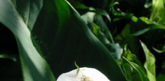 Làm sạch không khí nhờ cây trồng trong nhà