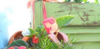 Cách tận dụng giày cũ để... trồng hoa - 1