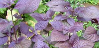  Cách chữa cảm lạnh, cảm cúm mùa đông không cần thuốc-1