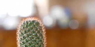 Những đồ vật đừng bao giờ đặt lên bàn làm việc 1