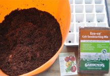 Cách trồng cà chua siêu nhanh vào mùa hè 1