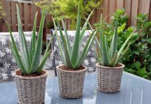 7 loại cây cảnh chịu hạn luôn tươi không cần tưới 1