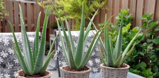 7 loại cây cảnh chịu hạn luôn tươi không cần tưới 1