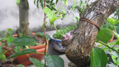 Cách trồng cây bonsai đẹp từ rễ, gốc, thân, cành đến ngọn 6