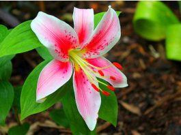 Cách trồng hoa ly trong chậu tại nhà sai hoa cực đơn giản - 1