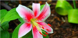 Cách trồng hoa ly trong chậu tại nhà sai hoa cực đơn giản - 1