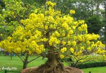 Cách chăm sóc cây mai để thỏa mãn đam mê chơi cây cảnh