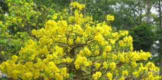 Cách chăm sóc cây mai để thỏa mãn đam mê chơi cây cảnh