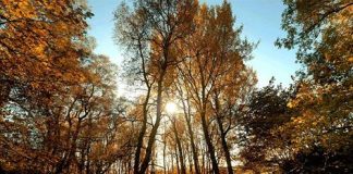 Vẻ đẹp hoang sơ của mùa thu nước Anh - 1