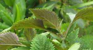 Cách chữa trúng phong, méo miệng bằng thuốc Nam - 1