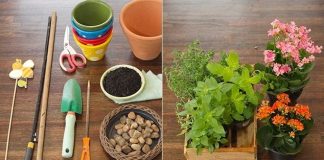 Tự làm chậu trồng rau thơm trong bếp cực độc đón Tết - 1