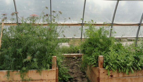 Cách trồng cà rốt mini trong chậu tại nhà  - 6