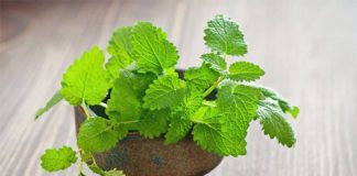 5 loại cây đuổi muỗi hiệu quả bạn nên trồng trong nhà 1