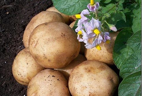 Hướng dẫn cách trồng khoai tây tại nhà sai củ, củ ngon - 6