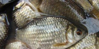 Làm sao để chế biến món Cá diếc nấu rau răm? - 1