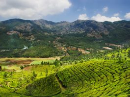 Đồi chè trải dài ở Ấn Độ