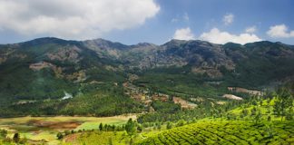 Đồi chè trải dài ở Ấn Độ