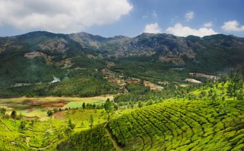 Đồi chè trải dài ở Ấn Độ