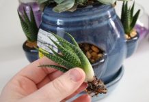 Cách trồng cây với cát màu trang trí nhà ấn tượng - 1