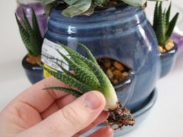 Cách trồng cây với cát màu trang trí nhà ấn tượng - 1